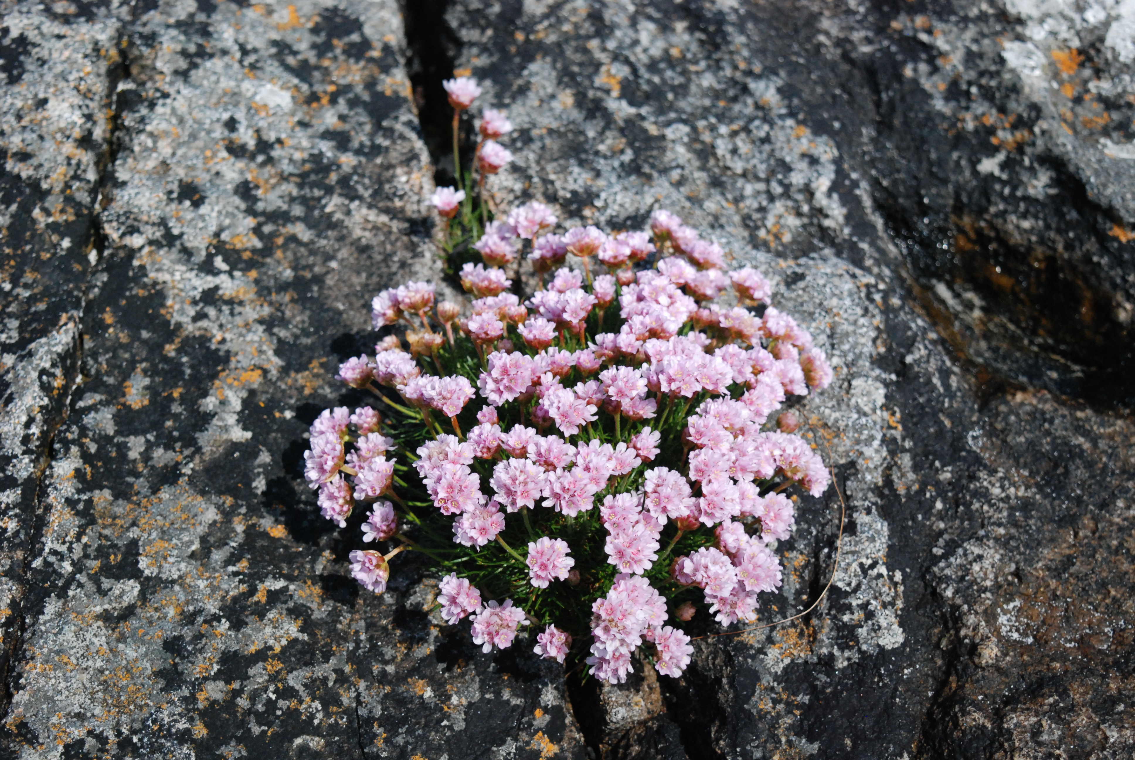 Sea thrift on Lewis, Outer Hebrides